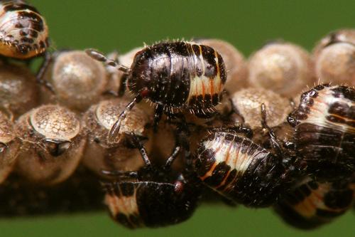Réf. 285 783 : Dolycoris baccarum